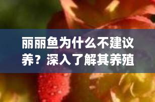 丽丽鱼为什么不建议养？深入了解其养殖挑战