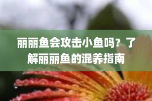 丽丽鱼会攻击小鱼吗？了解丽丽鱼的混养指南