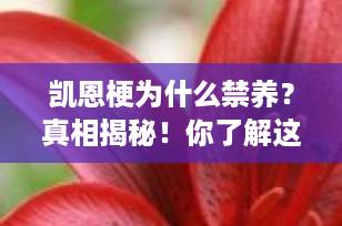 凯恩梗为什么禁养？真相揭秘！你了解这种古老又忠诚的小型犬吗？