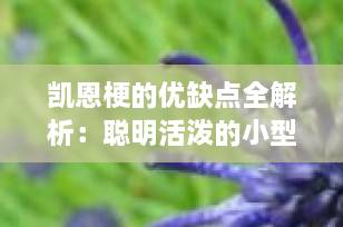 凯恩梗的优缺点全解析：聪明活泼的小型犬，适合家庭饲养吗？