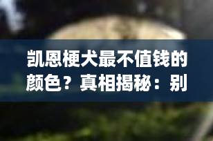 凯恩梗犬最不值钱的颜色？真相揭秘：别再被误导了！