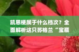 凯恩梗属于什么档次？全面解析这只苏格兰“宝藏梗犬”的定位与价值