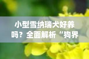 小型雪纳瑞犬好养吗？全面解析“狗界小老头”的八大优缺点