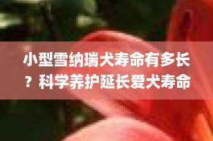 小型雪纳瑞犬寿命有多长？科学养护延长爱犬寿命的5大秘诀