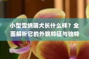 小型雪纳瑞犬长什么样？全面解析它的外貌特征与独特魅力