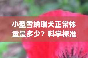 小型雪纳瑞犬正常体重是多少？科学标准+喂养建议全解析