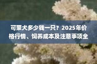 可蒙犬多少钱一只？2025年价格行情、饲养成本及注意事项全解析