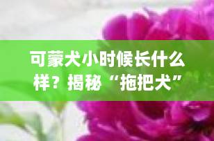 可蒙犬小时候长什么样？揭秘“拖把犬”的萌娃蜕变史！