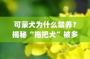 可蒙犬为什么禁养？揭秘“拖把犬”被多城列入禁养名单的5大原因