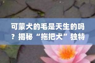 可蒙犬的毛是天生的吗？揭秘“拖把犬”独特毛发的真相