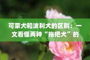 可蒙犬和波利犬的区别：一文看懂两种“拖把犬”的不同之处