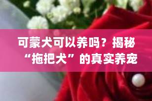 可蒙犬可以养吗？揭秘“拖把犬”的真实养宠体验