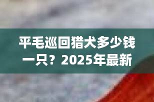 平毛巡回猎犬多少钱一只？2025年最新价格指南+选购避坑全攻略