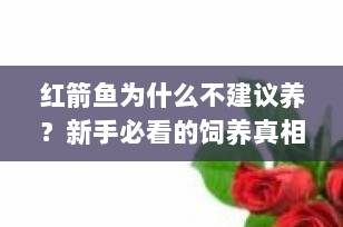 红箭鱼为什么不建议养？新手必看的饲养真相与避坑指南