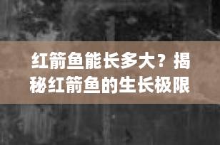 红箭鱼能长多大？揭秘红箭鱼的生长极限与饲养秘诀