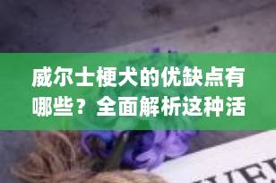 威尔士梗犬的优缺点有哪些？全面解析这种活力四射的小型犬是否适合你家