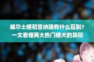 威尔士梗和雪纳瑞有什么区别？一文看懂两大热门梗犬的异同