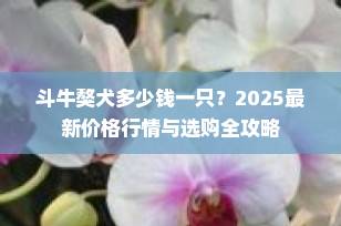 斗牛獒犬多少钱一只？2025最新价格行情与选购全攻略
