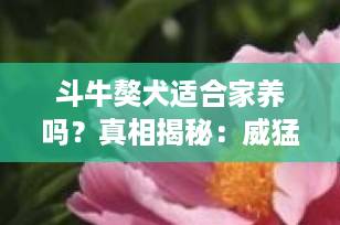 斗牛獒犬适合家养吗？真相揭秘：威猛护卫犬背后的养宠挑战与必备条件