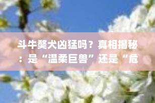 斗牛獒犬凶猛吗？真相揭秘：是“温柔巨兽”还是“危险猛兽”？