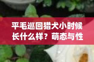 平毛巡回猎犬小时候长什么样？萌态与性格全解析，养娃必看指南！