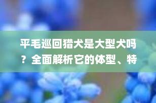 平毛巡回猎犬是大型犬吗？全面解析它的体型、特征与饲养要点
