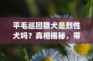 平毛巡回猎犬是烈性犬吗？真相揭秘，带你全面了解这个“快乐大男孩”