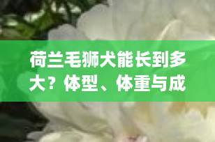 荷兰毛狮犬能长到多大？体型、体重与成长全解析（2025最新指南）