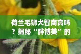 荷兰毛狮犬智商高吗？揭秘“胖博美”的聪明之处，第17名的智慧你了解吗？