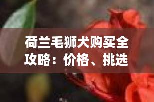 荷兰毛狮犬购买全攻略：价格、挑选、养护，一篇搞定！
