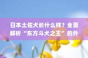 日本土佐犬长什么样？全面解析“东方斗犬之王”的外形特征与独特魅力