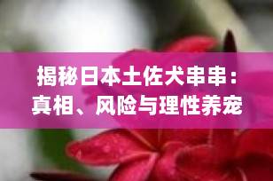 揭秘日本土佐犬串串：真相、风险与理性养宠指南