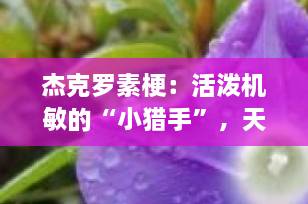 杰克罗素梗：活泼机敏的“小猎手”，天使与恶魔的结合体？