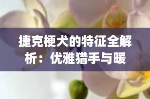 捷克梗犬的特征全解析：优雅猎手与暖心伴侣的完美结合