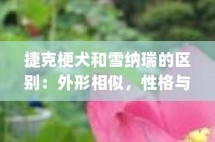 捷克梗犬和雪纳瑞的区别：外形相似，性格与用途大不同！