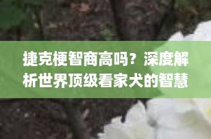 捷克梗智商高吗？深度解析世界顶级看家犬的智慧与训练秘诀