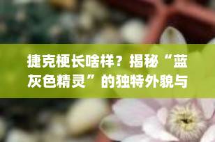 捷克梗长啥样？揭秘“蓝灰色精灵”的独特外貌与迷人魅力