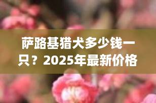 萨路基猎犬多少钱一只？2025年最新价格行情与饲养全解析