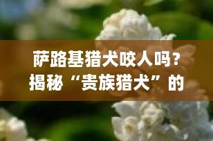 萨路基猎犬咬人吗？揭秘“贵族猎犬”的真实性格与安全养犬指南