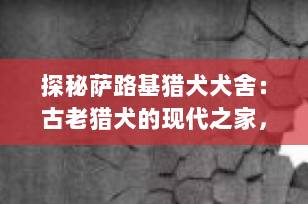 探秘萨路基猎犬犬舍：古老猎犬的现代之家，如何选择与养护全攻略