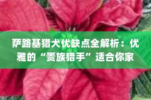 萨路基猎犬优缺点全解析：优雅的“贵族猎手”适合你家吗？