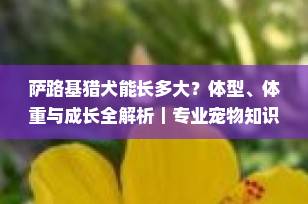 萨路基猎犬能长多大？体型、体重与成长全解析｜专业宠物知识博主分享