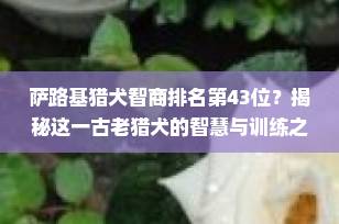 萨路基猎犬智商排名第43位？揭秘这一古老猎犬的智慧与训练之道