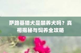 萨路基猎犬是禁养犬吗？真相揭秘与饲养全攻略
