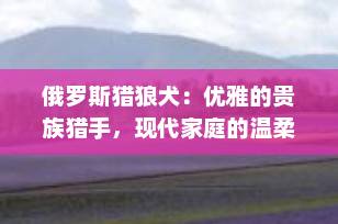 俄罗斯猎狼犬：优雅的贵族猎手，现代家庭的温柔伴侣