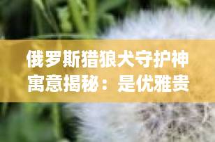 俄罗斯猎狼犬守护神寓意揭秘：是优雅贵族，还是忠诚护主的“战神”？