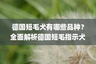 德国短毛犬有哪些品种？全面解析德国短毛指示犬及其他相关犬种