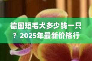 德国短毛犬多少钱一只？2025年最新价格行情与选购指南