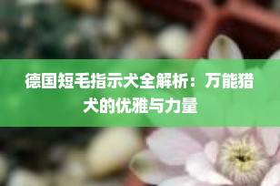 德国短毛指示犬全解析：万能猎犬的优雅与力量