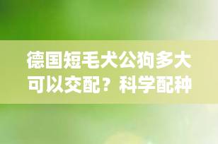 德国短毛犬公狗多大可以交配？科学配种年龄全解析（2025最新指南）